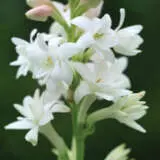 Tuberose Tuberose