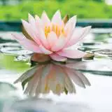 Water Lily Morning Glory 2018 Pkwlimgo - Garden Express Australia