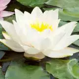 Water Lily Odorata Pkwliodo - Garden Express Australia