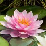Water Lily Somptuosa Pkwlisom - Garden Express Australia