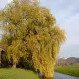 Weeping Willow - Garden Express Australia
