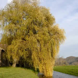Weeping Willow Weeping Willow
