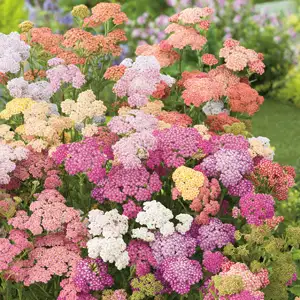 Achillea Growing Guide Achillea Summer Pastels Pkascspa - Garden Express Australia