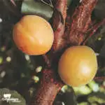 Dwarf Plum Mariposa Apricot Moorpark - Garden Express Australia