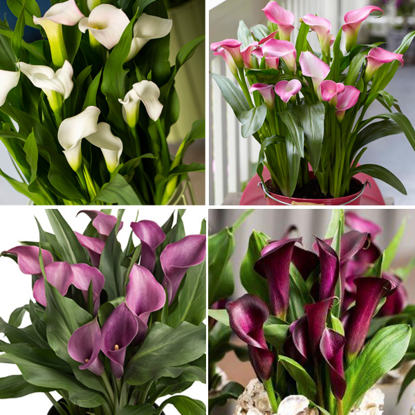 CALLA LILY WINTER COLLECTION 4 tubers Garden Express