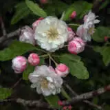 Crab Apple Ioensis Plena 2020 Trecapipl - Garden Express Australia