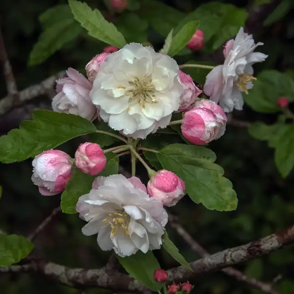 Crab Apple Ioensis Plena