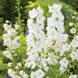 Delphinium Galahad Pkdelgal - Garden Express Australia