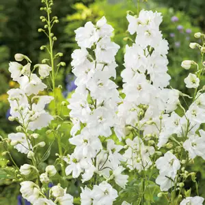 Top 10 Bulbs To Plant In Spring Delphinium Galahad Pkdelgal - Garden Express Australia