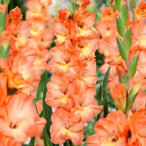 Gladioli Sierra
