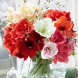 Hippeastrum Mixed 2020 Pkhipmxd - Garden Express Australia