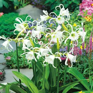 Hymenocallis Growing Guide Hymenocallis Spider Lily Pkspilil - Garden Express Australia