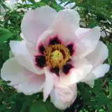 Itoh Peony Pastel Splendour 2019 Pkitopsp - Garden Express Australia
