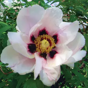 Itoh Peony Pastel Splendour