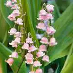 Top 10 Shade-loving Plants Lily Of The Valley Pink 19 Pklilvpi - Garden Express Australia