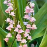 Lily Of The Valley Pink 19 Pklilvpi - Garden Express Australia