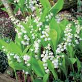 Lily Of The Valley White