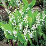 Lily Of The Valley White Pklilvwh - Garden Express Australia