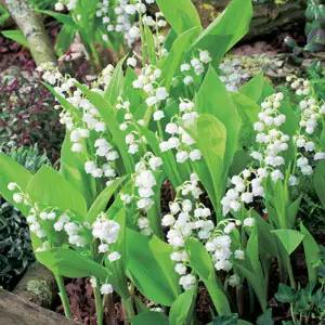 Lily Of The Valley White