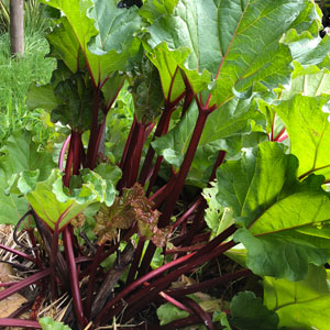 Rhubarb Cherry Red Potted 80mm