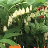 Solomon Seal Pksolsea - Garden Express Australia