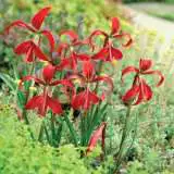 Sprekelia Pkspreke - Garden Express Australia