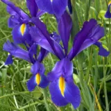 Dutch Iris Prof Blauw 2 Pkdirpbl 2026 - Garden Express Australia