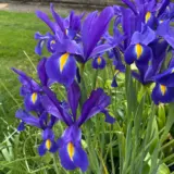 Dutch Iris Professor Blauw Dutch Iris Professor Blauw