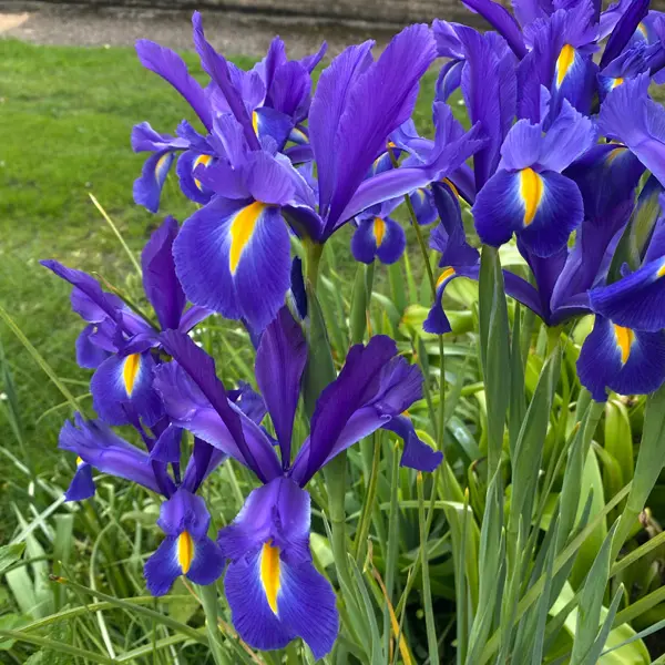 Dutch Iris Professor Blauw Dutch Iris Professor Blauw