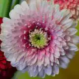 Gerbera Pom Pom Tracey Plagerptr - Garden Express Australia