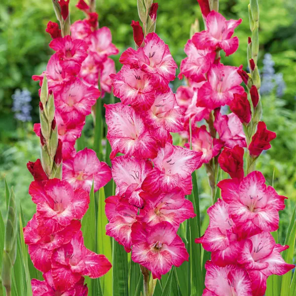 Gladioli Cantate