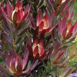 Leucadendron Devils Blush Pplprodbl - Garden Express Australia