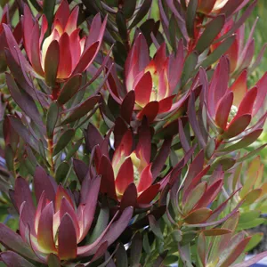 Leucadendron Devils Blush Leucadendron Devils Blush
