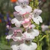 Penstemon Osprey Lpopenosp - Garden Express Australia