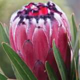 Protea Australis Ruby Pplproaru - Garden Express Australia