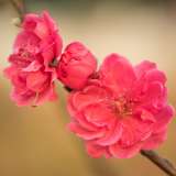 Prunus Magnifica