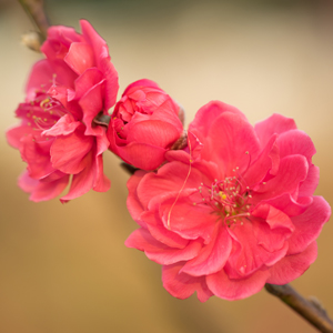 Prunus Magnifica