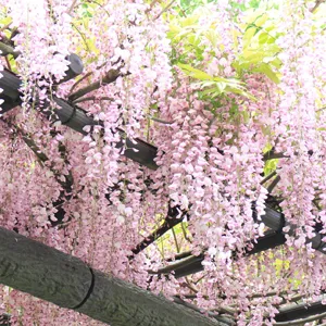 Solomons Seal Growing Guide Wisteria Honbeni Pplwishon - Garden Express Australia