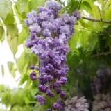 Wisteria Violacea Plena P10wisvpl - Garden Express Australia