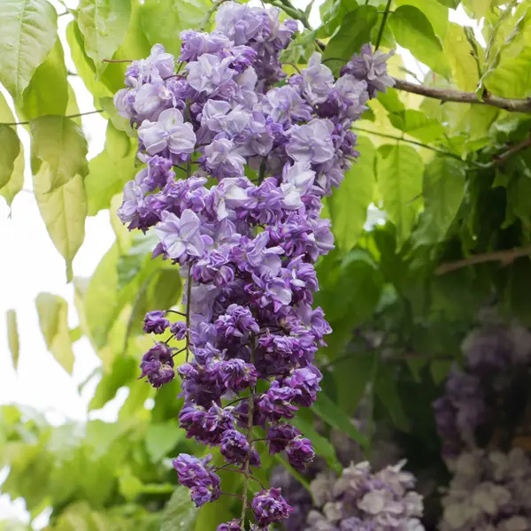 Wisteria Violacea Plena- Double Japanese