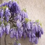 Frost Hardy Climbing Plants Wisteria Violaceae Plena Pplwisvpl - Garden Express Australia