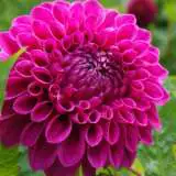 Dahlia Barberry Bonafide Pkdahbbo - Garden Express Australia