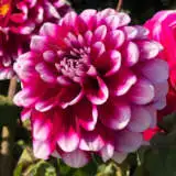 Dahlia Helena 20 Pkdahhel - Garden Express Australia