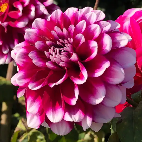 Dahlia Helena Dahlia Helena