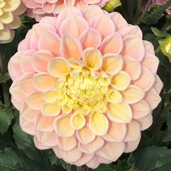 Dahlia Sugartown Sunrise