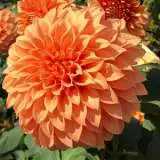 Dahlia Sunset Dahlia Sunset