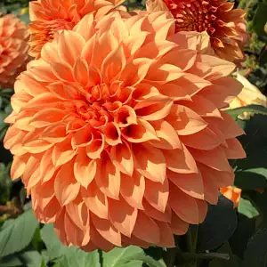 Dahlia Sunset