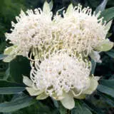 Telopea Shady Lady White Ppltelslw - Garden Express Australia