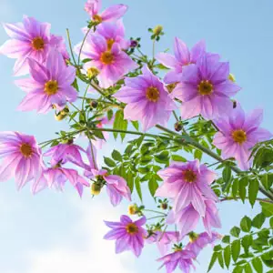 9 Types Of Dahlias Tree Dahlia Single Pink Pktdaspi - Garden Express Australia