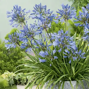 Agapanthus Dwarf Baby Blue